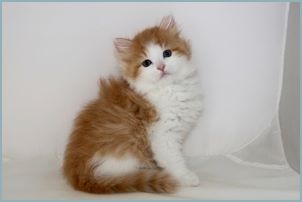 Male Siberian Kitten from Deedlebug Siberians